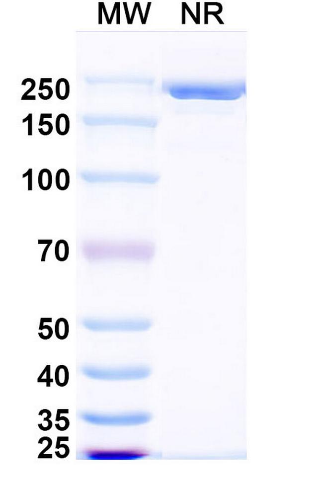 Zimbirelimab Antibody in SDS-PAGE (SDS-PAGE)