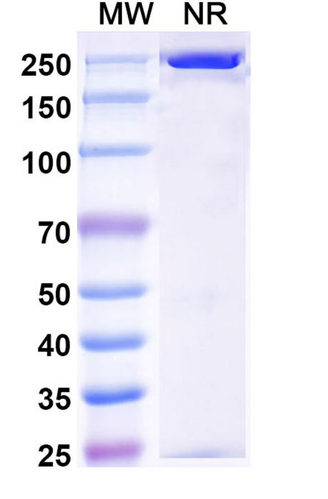 Pradusinstobart Antibody in SDS-PAGE (SDS-PAGE)