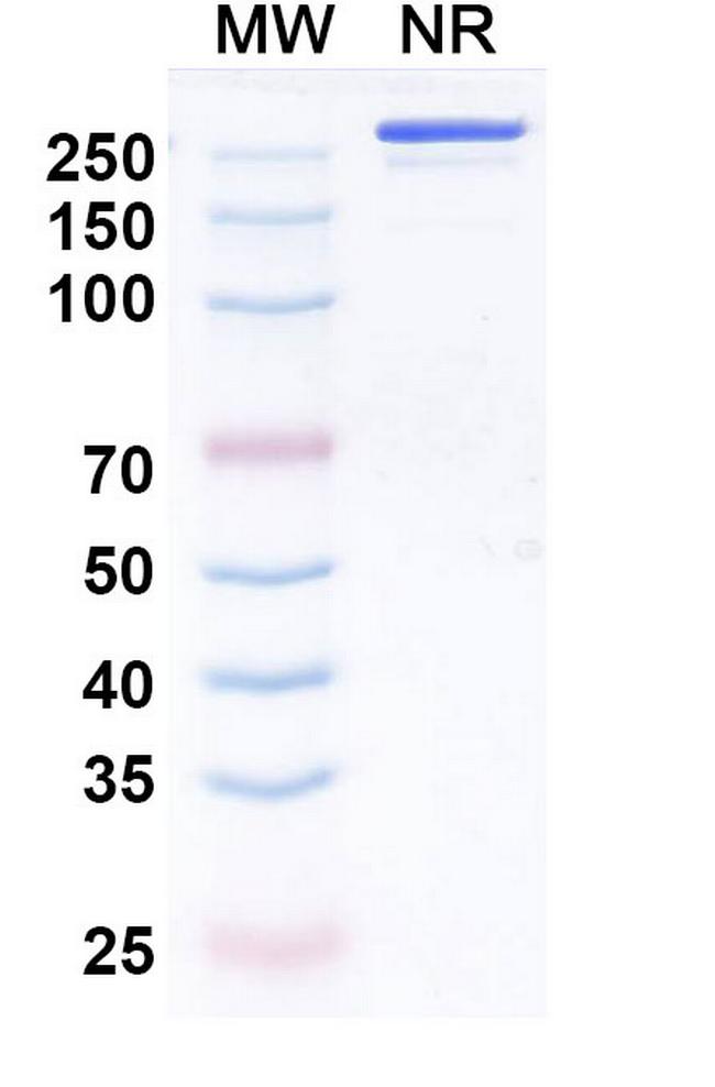 Enlonstobart Antibody in SDS-PAGE (SDS-PAGE)