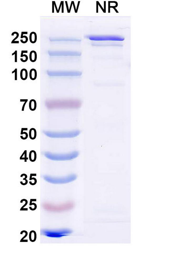 Ibentatug Chimeric Antibody in SDS-PAGE (SDS-PAGE)