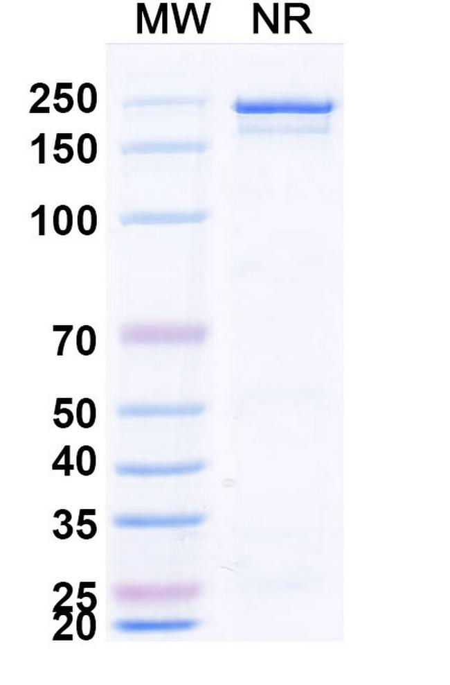Zifibancimig Antibody in SDS-PAGE (SDS-PAGE)