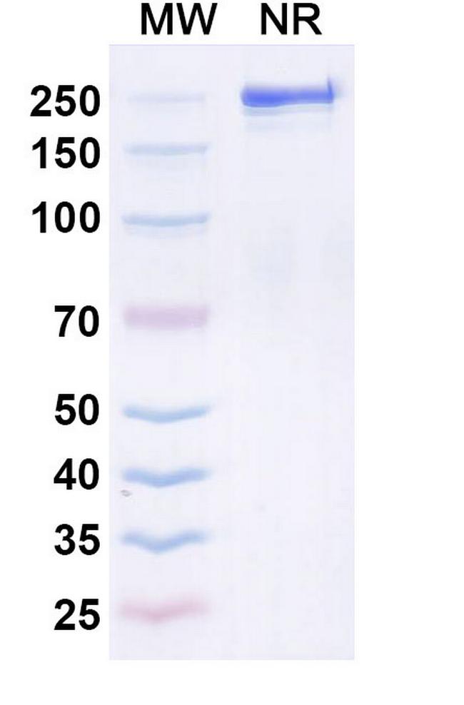 Quisovalimab Antibody in SDS-PAGE (SDS-PAGE)