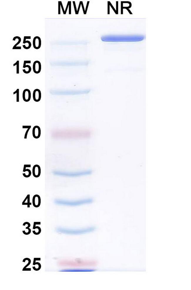 Paridiprubart Humanized Antibody in SDS-PAGE (SDS-PAGE)