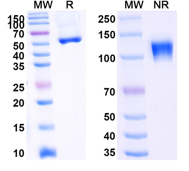 TRAIL-R2 (DR5) (Ozekibart Biosimilar) Antibody in SDS-PAGE (SDS-PAGE)
