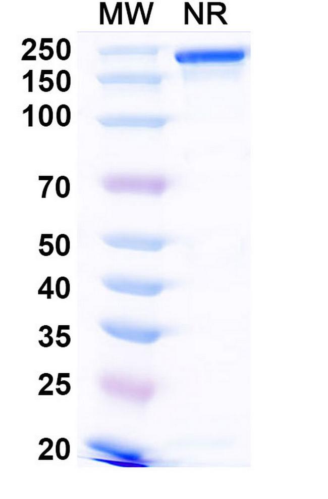 RANKL (RANK Ligand) (Narlumosbart Biosimilar) Antibody in SDS-PAGE (SDS-PAGE)
