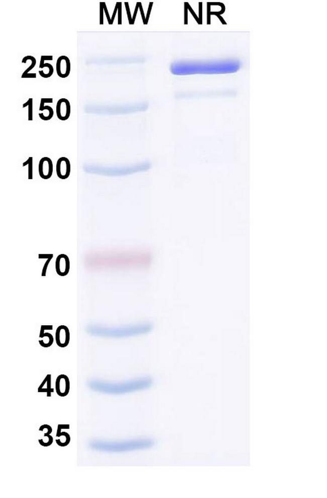Human IgE (Ozureprubart Biosimilar) Antibody in SDS-PAGE (SDS-PAGE)