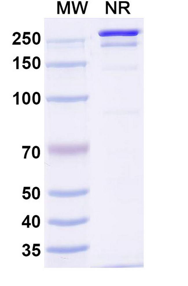LILRB4 (CD85k) (Rolistobart Biosimilar) Antibody in SDS-PAGE (SDS-PAGE)