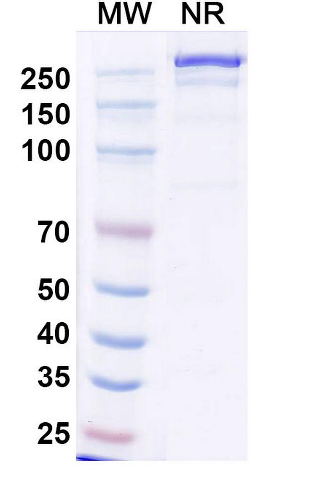 Iluzanebart Antibody in SDS-PAGE (SDS-PAGE)
