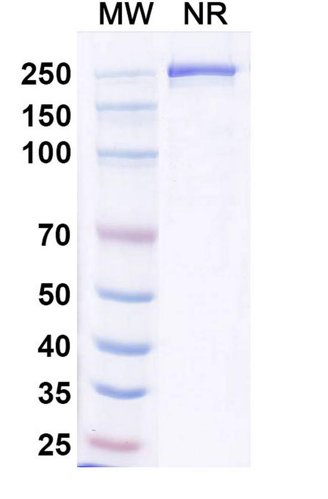 Resugosbart Antibody in SDS-PAGE (SDS-PAGE)