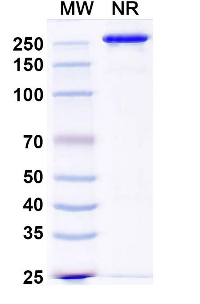 Ucenprubart Humanized Antibody in SDS-PAGE (SDS-PAGE)