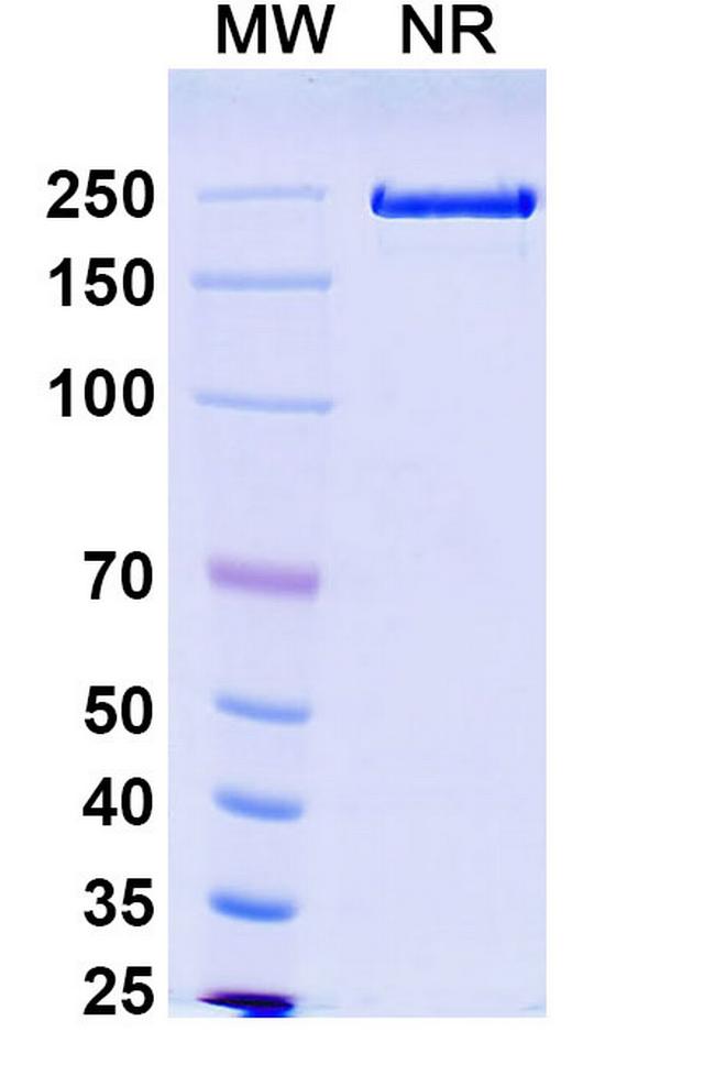 TSLP (Solrikitug Biosimilar) Antibody in SDS-PAGE (SDS-PAGE)
