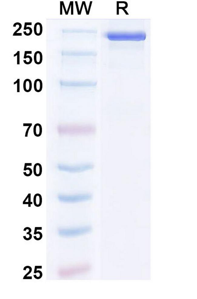 TSLP (Bosakitug Biosimilar) Antibody in SDS-PAGE (SDS-PAGE)