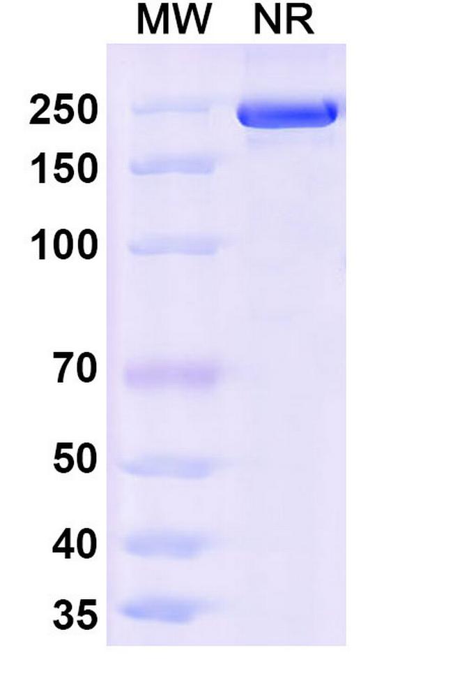 TSLP (Ocankitug Biosimilar) Antibody in SDS-PAGE (SDS-PAGE)
