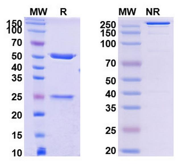 LILRB2 (ILT4) (MK-4830 Biosimilar) Antibody in SDS-PAGE (SDS-PAGE)