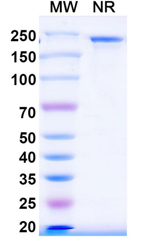 LILRB2 (ILT4) (IO-108 Biosimilar) Antibody in SDS-PAGE (SDS-PAGE)