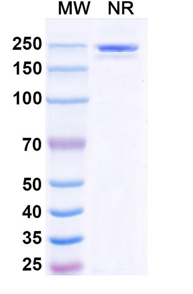 LILRB2 (ILT4) (Polzastobart Biosimilar) Antibody in SDS-PAGE (SDS-PAGE)
