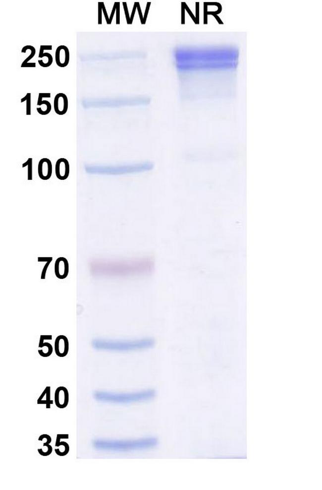 Xaluritamig Antibody in SDS-PAGE (SDS-PAGE)