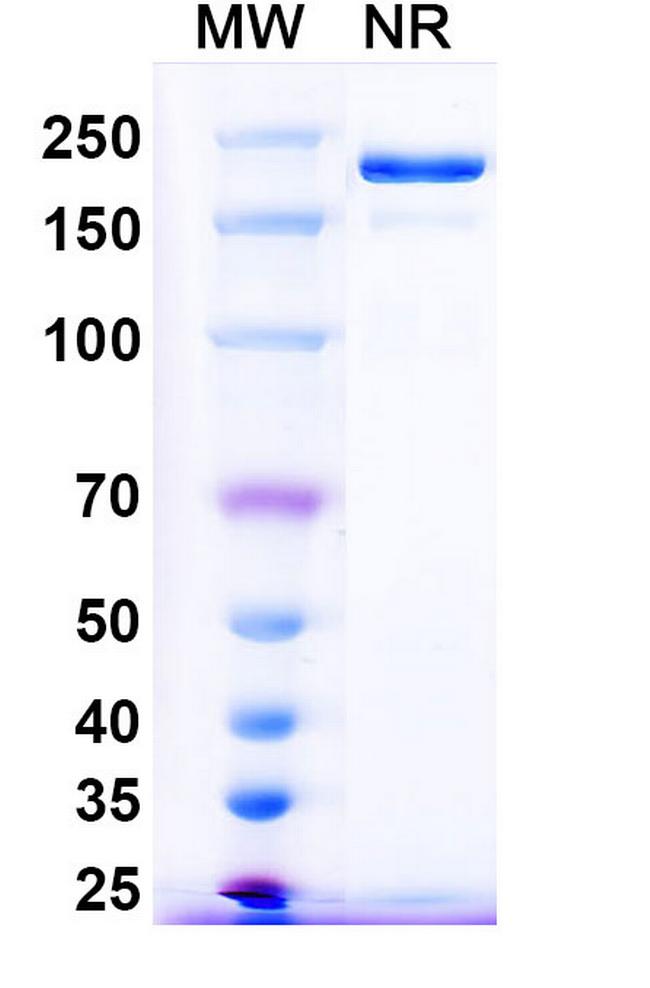 Pintumomab Antibody in SDS-PAGE (SDS-PAGE)