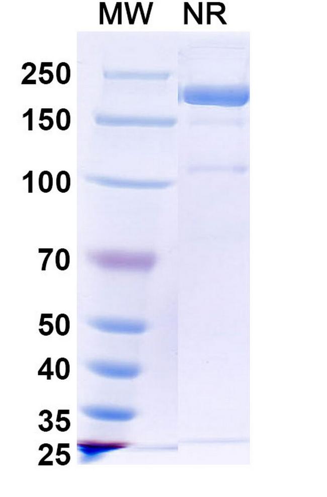 Picankibart Antibody in SDS-PAGE (SDS-PAGE)