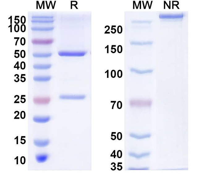 Ciduvectamig Antibody in SDS-PAGE (SDS-PAGE)