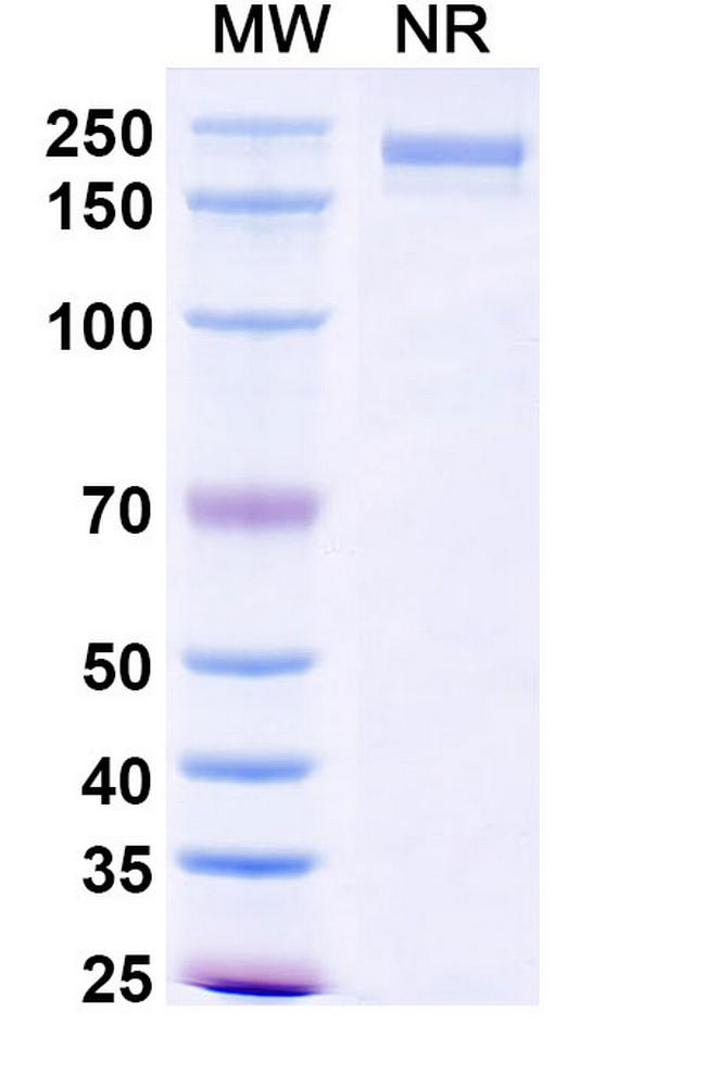 XMT-1660 Antibody in SDS-PAGE (SDS-PAGE)