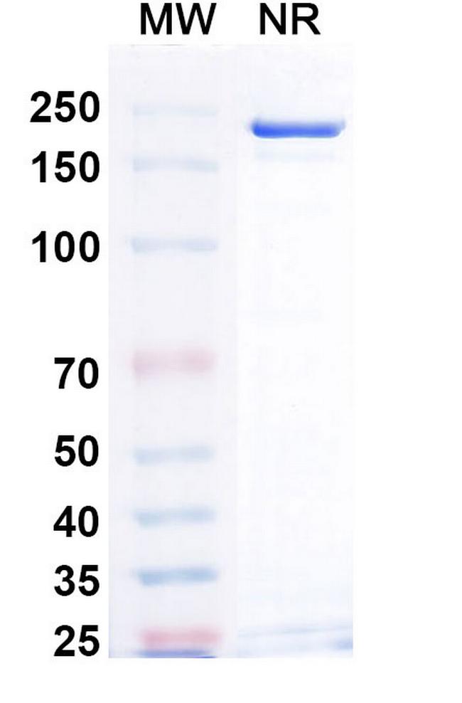 Puxitatug Antibody in SDS-PAGE (SDS-PAGE)