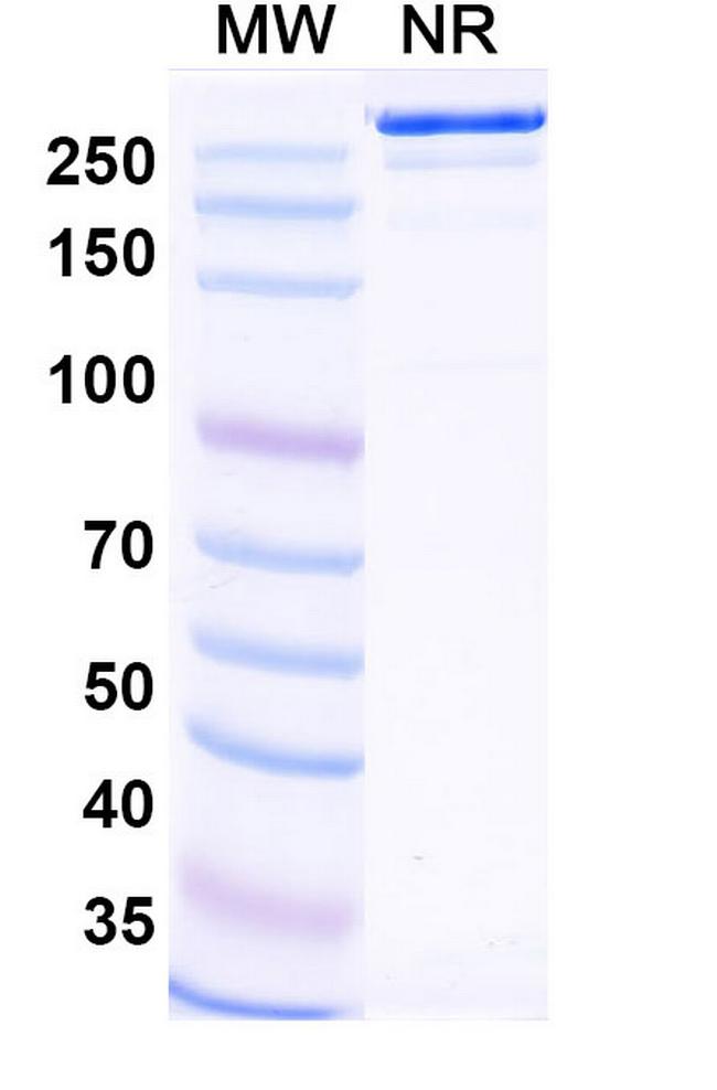 B7-H4 (Felmetatug Biosimilar) Antibody in SDS-PAGE (SDS-PAGE)