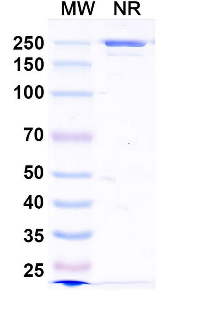 Zovostotug Antibody in SDS-PAGE (SDS-PAGE)
