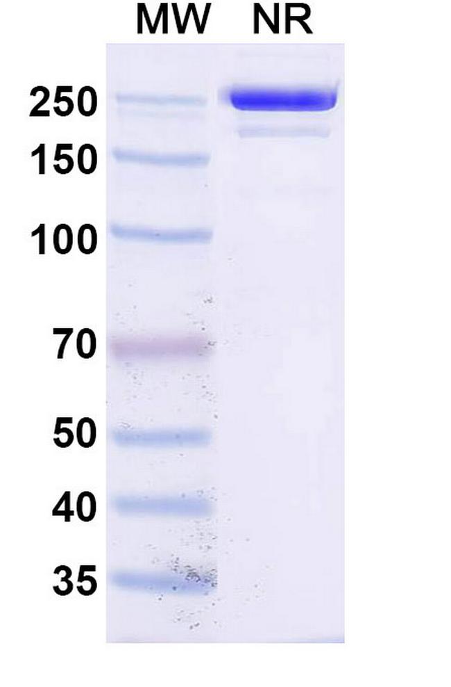 Socazolimab Humanized Antibody in SDS-PAGE (SDS-PAGE)