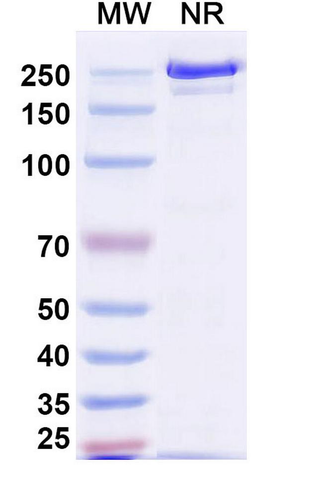 Tagitanlimab Humanized Antibody in SDS-PAGE (SDS-PAGE)