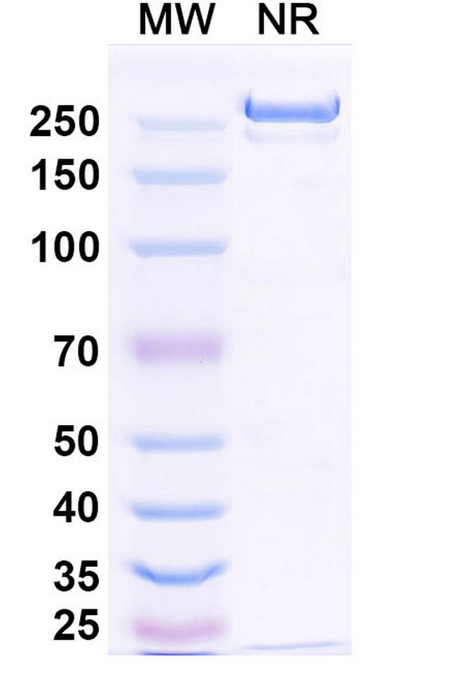 Betifisolimab Chimeric Antibody in SDS-PAGE (SDS-PAGE)