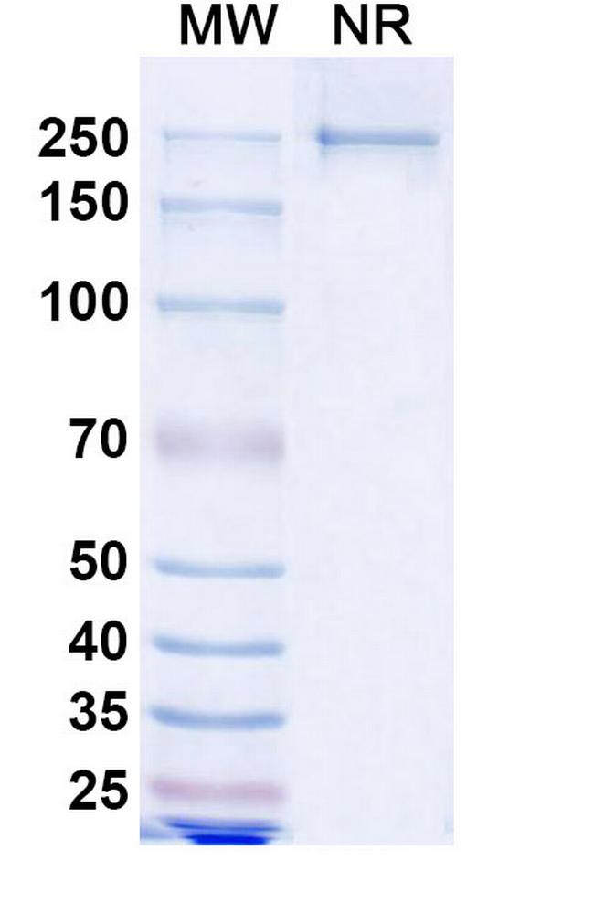 Lesabelimab Antibody in SDS-PAGE (SDS-PAGE)
