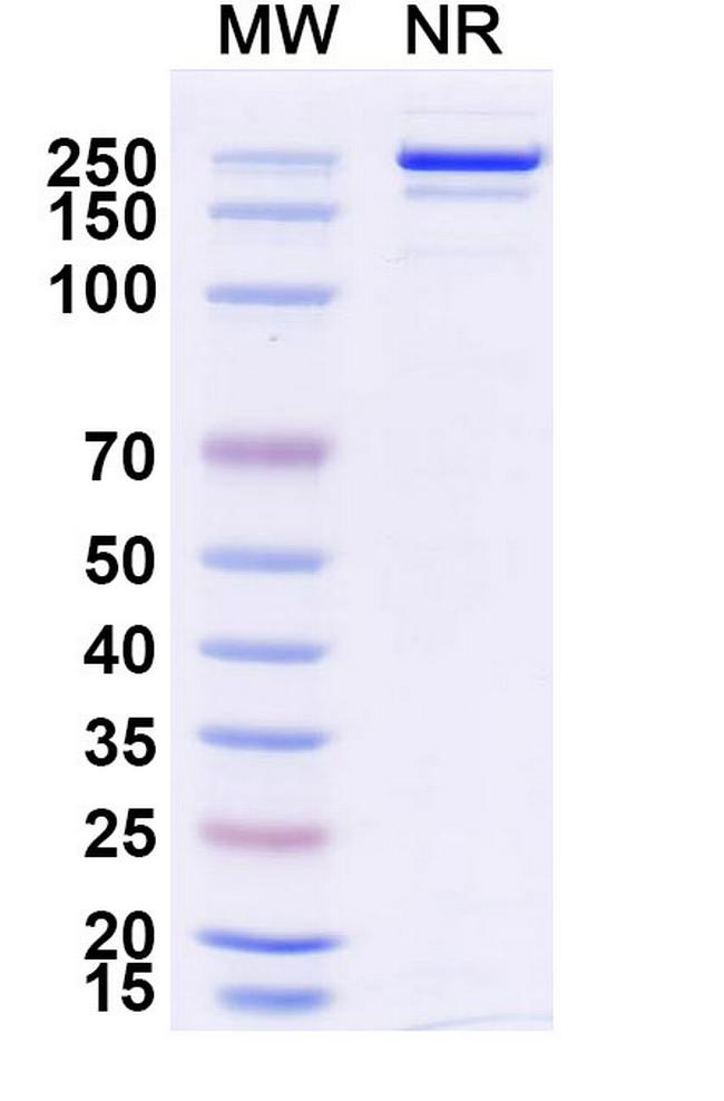 4-1BB (CD137) (Danburstotug Biosimilar) Antibody in SDS-PAGE (SDS-PAGE)