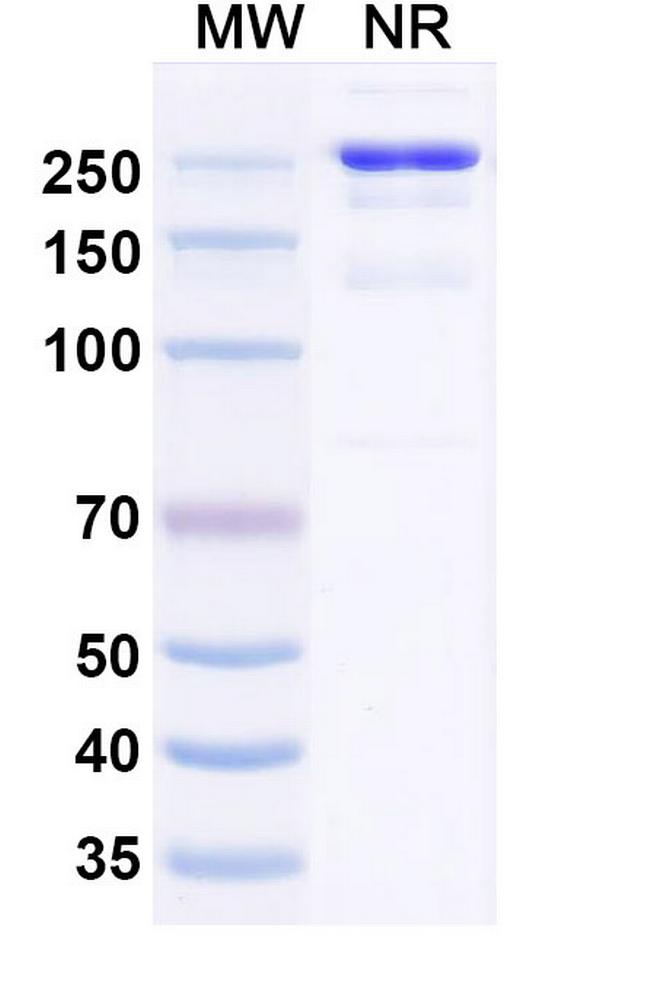 Retlirafusp Alfa Antibody in SDS-PAGE (SDS-PAGE)