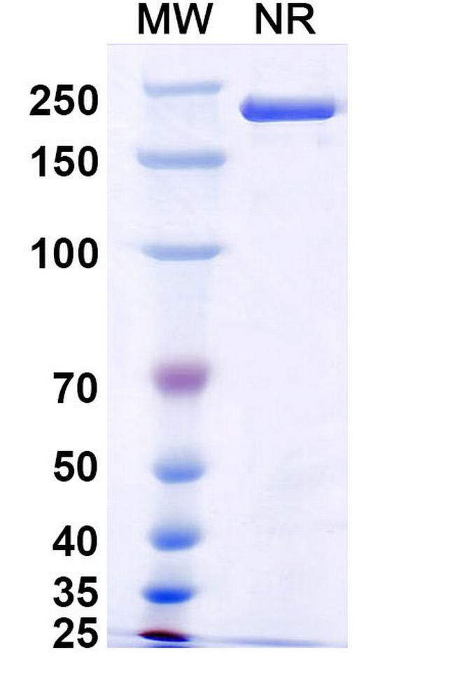 Pulocimab Humanized Antibody in SDS-PAGE (SDS-PAGE)