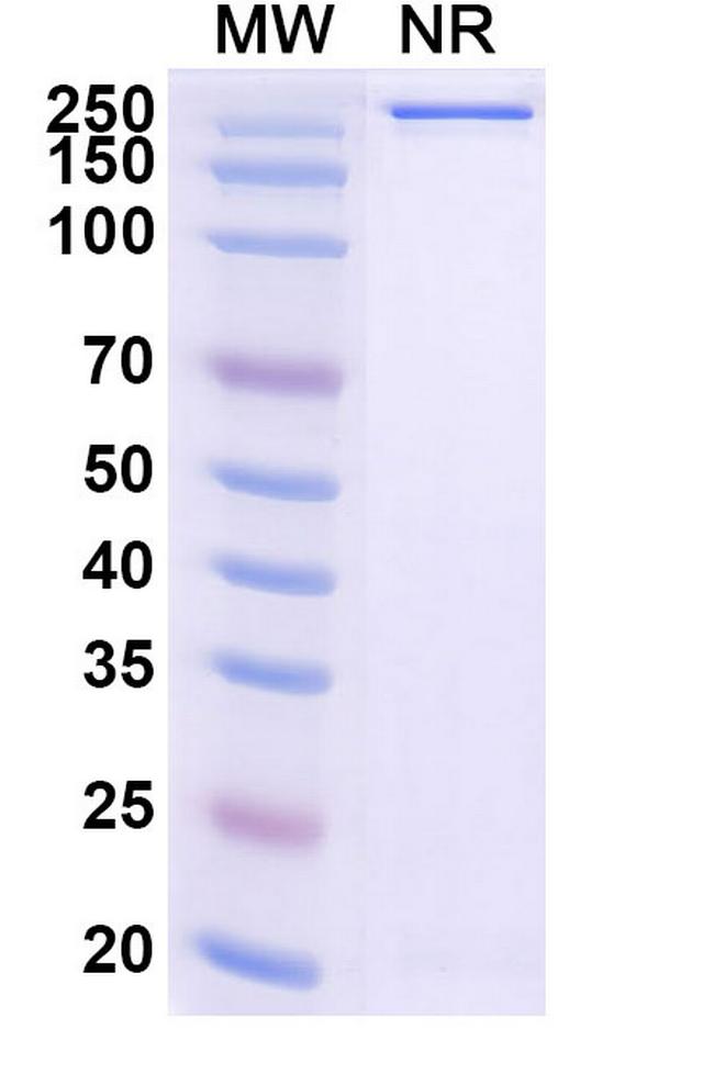 Gimistotug Humanized Antibody in SDS-PAGE (SDS-PAGE)