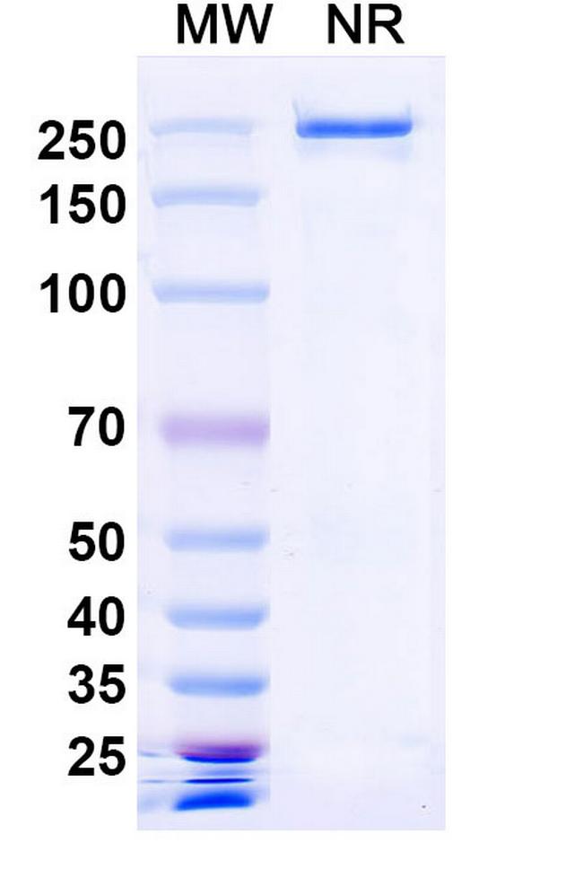 Denikitug Chimeric Antibody in SDS-PAGE (SDS-PAGE)