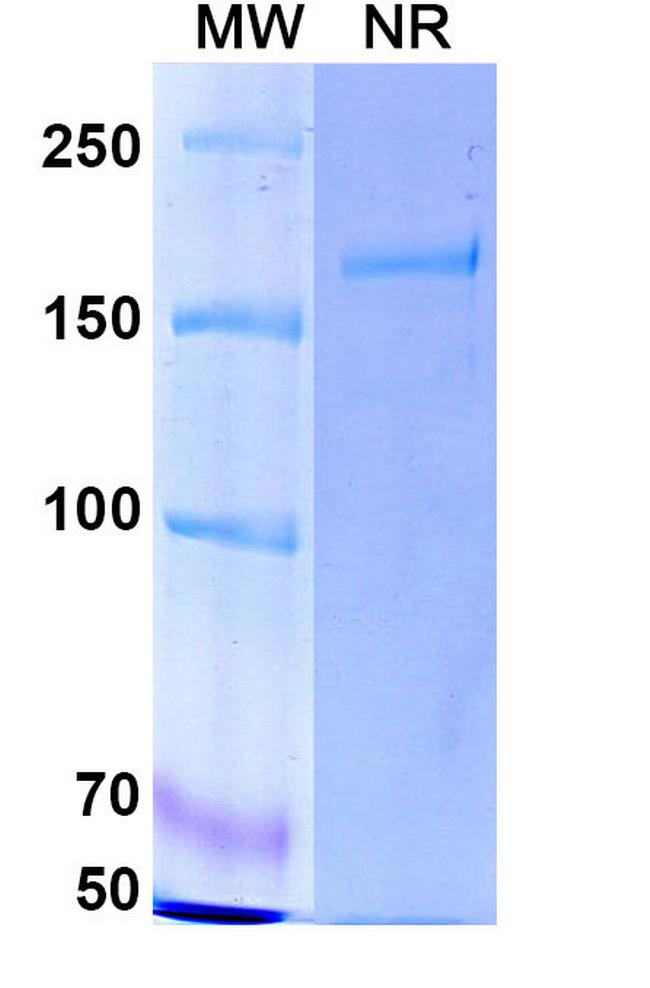Cafelkibart Antibody in SDS-PAGE (SDS-PAGE)