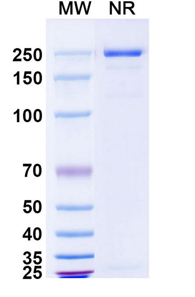 Lanerkitug Antibody in SDS-PAGE (SDS-PAGE)