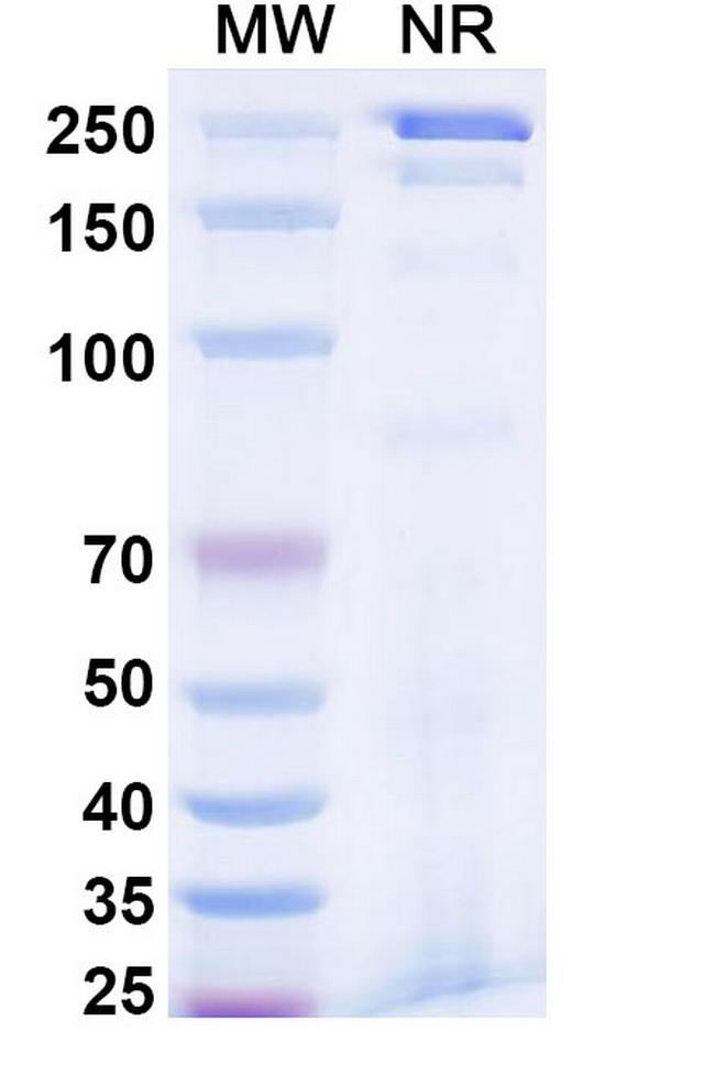 Reflocibart Humanized Antibody in SDS-PAGE (SDS-PAGE)