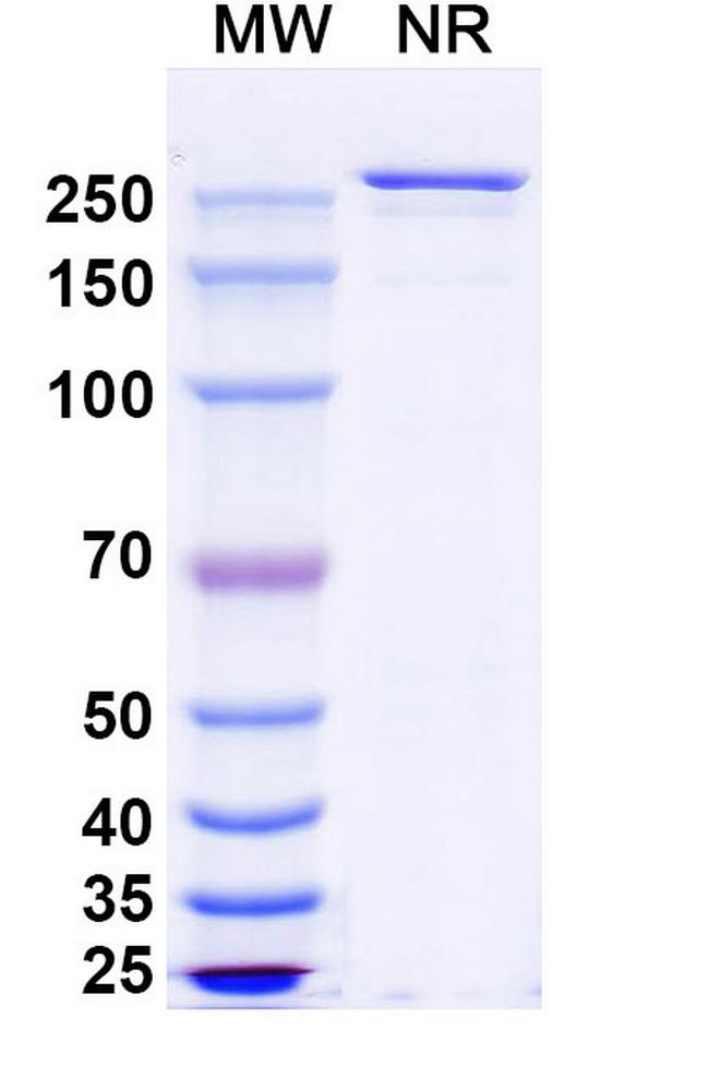 Eurestobart Antibody in SDS-PAGE (SDS-PAGE)