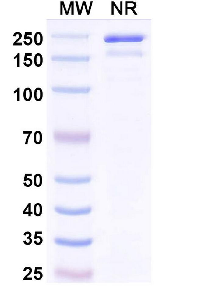 alpha Synuclein (Indenebart Biosimilar) Antibody in SDS-PAGE (SDS-PAGE)