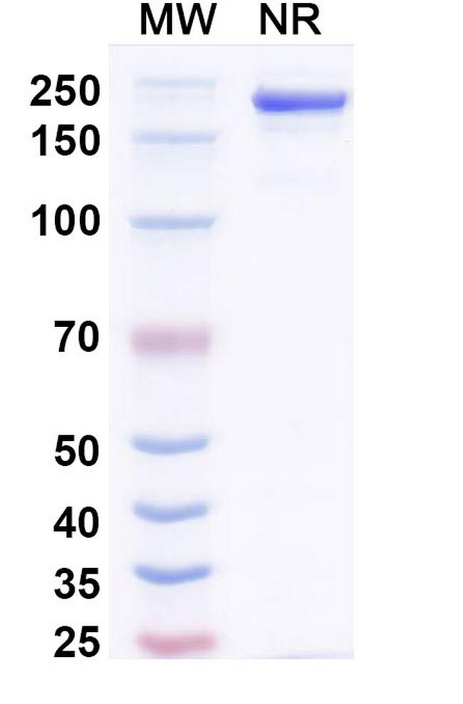 alpha Synuclein (Amlenetug Biosimilar) Antibody in SDS-PAGE (SDS-PAGE)