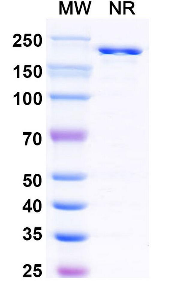 Nelistotug Antibody in SDS-PAGE (SDS-PAGE)