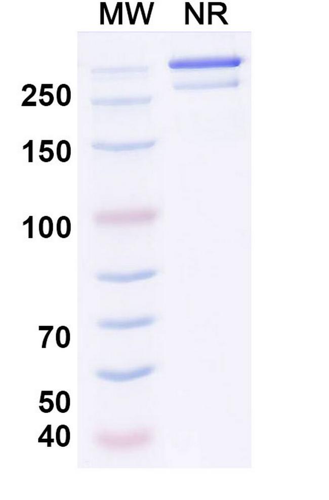Osemitamab Humanized Antibody in SDS-PAGE (SDS-PAGE)