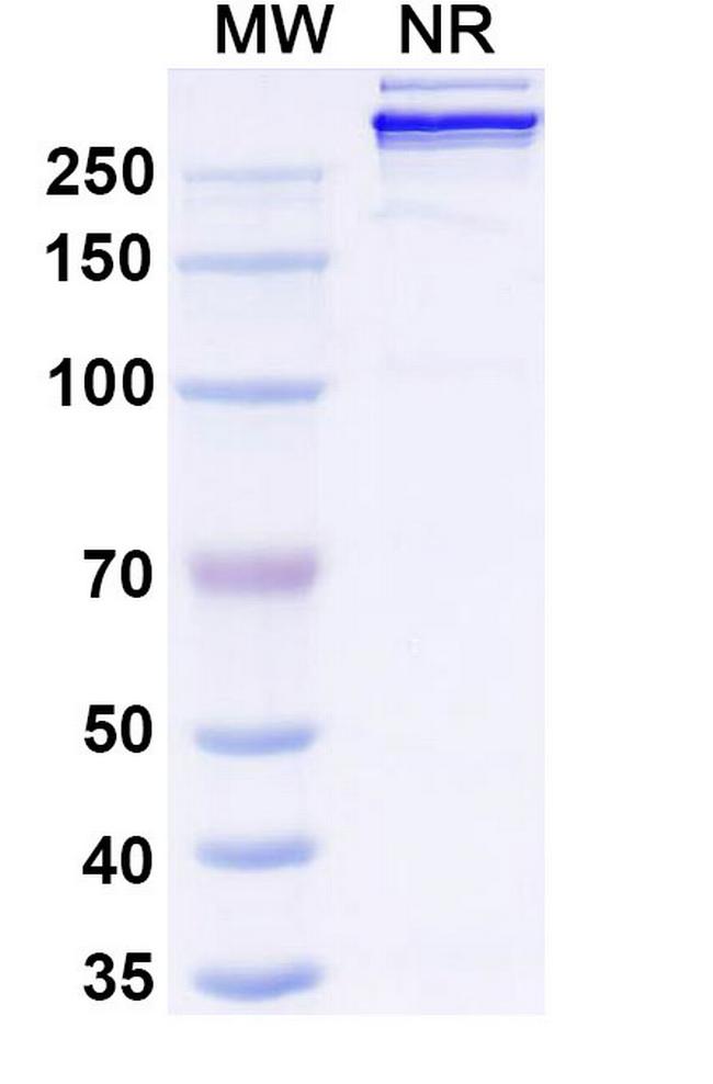 Givastomig Humanized Antibody in SDS-PAGE (SDS-PAGE)