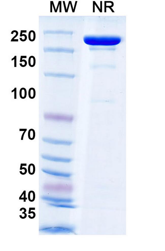 Tecotabart Humanized Antibody in SDS-PAGE (SDS-PAGE)