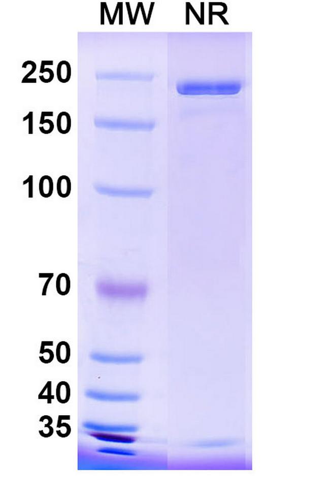 Trinbelimab Antibody in SDS-PAGE (SDS-PAGE)