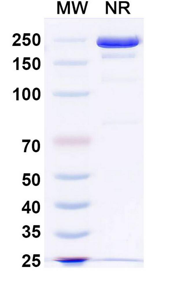 MEDI3185 Antibody in SDS-PAGE (SDS-PAGE)