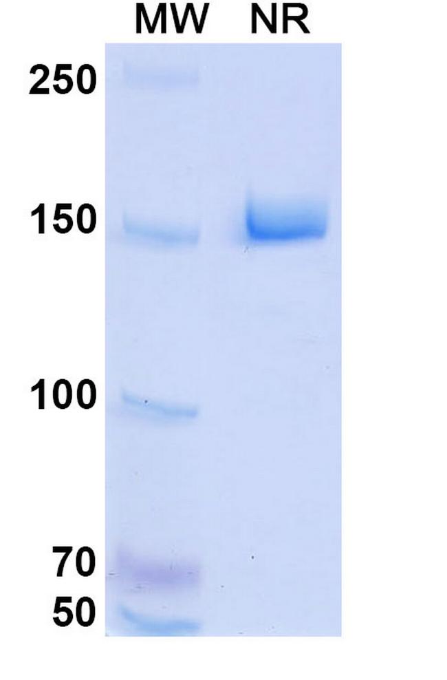 HKT288 Antibody in SDS-PAGE (SDS-PAGE)